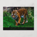Recherche de rayures de tigre cartes postales Félin