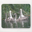 Zoek naar witte zwaan muismatten Schattig