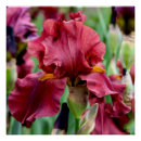 Recherche de iris fleur posters Rouge