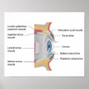 Recherche de yeux humains posters Ophtalmologie