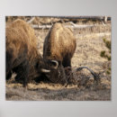 Recherche de bison de buffle posters Yellowstone