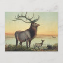 Recherche de wapiti cartes postales Animaux