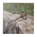 Recherche de lizard carreaux Lézards