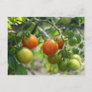 Recherche de cerise cartes postales Customer