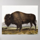 Recherche de bison de buffle posters Vintage