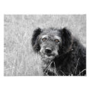 Zoek naar daklozen posters Hond