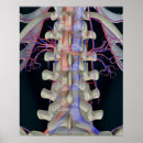 Recherche de organes humains posters Vertical