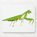 Recherche de géant tapis souris Insecte