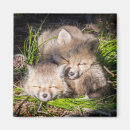 Recherche de young magnets Animals in the wild