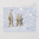 Recherche de manitoba cartes postales Sauvage