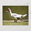 Recherche de canard blanc cartes postales Eau