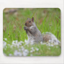 Recherche de écureuil gris tapis souris Rongeur