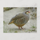 Zoek naar partridge posters briefkaarten Patridge
