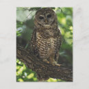 Recherche de animal mexicain cartes postales Nature
