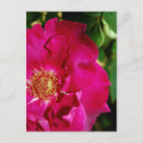 Recherche de bourgeons roses cartes postales Pour elle