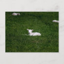 Recherche de agneau cartes postales Herbe