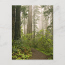 Zoek naar redwood briefkaarten Californië
