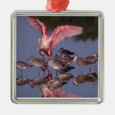 Recherche de bec ornements Faune