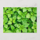 Recherche de ortie cartes postales Vert