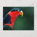 Recherche de oiseau coloré cartes postales Beau