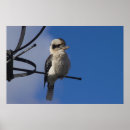 Zoek naar ijsvogel kunst Natuur