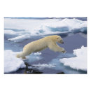Recherche de ours polaire posters Bleu