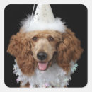 Recherche de petite race de chien autocollants Plan studio