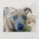 Recherche de fosse cartes postales Dog