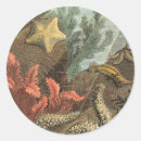 Recherche de algues autocollants Kelp