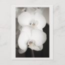 Recherche de orchidées cartes postales Floral