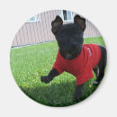 Zoek naar chihuahua puppy magneten Chihuahuas