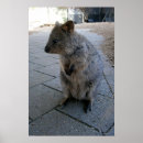 Recherche de furry posters Australien