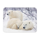 Zoek naar polar bear kaarten Danita delimont