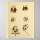 Zoek naar medical posters Vintage