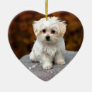 Zoek naar knuffel ornamenten Schattig