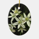 Recherche de étoile de bethlehem Motif