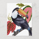 Recherche de toucan cartes postales Tropical
