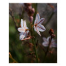 Recherche de fleurs blanches posters Nature