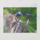 Recherche de libellule bleue cartes postales Vert