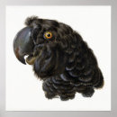 Recherche de parrots posters Macaw