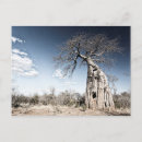 Recherche de baobab cartes postales Afrique
