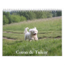 Recherche de coton de tulear bureau fournitures Chiot