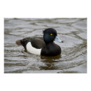 Recherche de mâles posters Faune