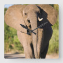 Zoek naar afrikaanse olifant klokken Dier