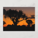 Recherche de kalahari cartes postales Namibie