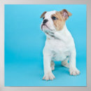Recherche de chiot bouledogue français posters Animaux de bébé