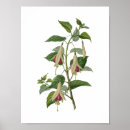 Recherche de herbier posters Fleur
