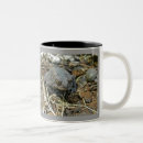Recherche de toad tasses Amphibien