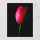 Recherche de tulipe rouge cartes postales Photographie florale