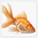 Recherche de goldfish autocollants Baignade